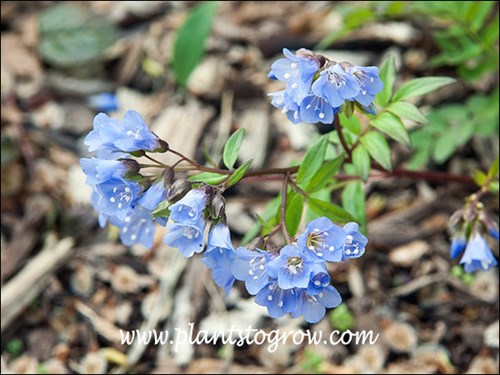 true blue flowers (APril 17)
